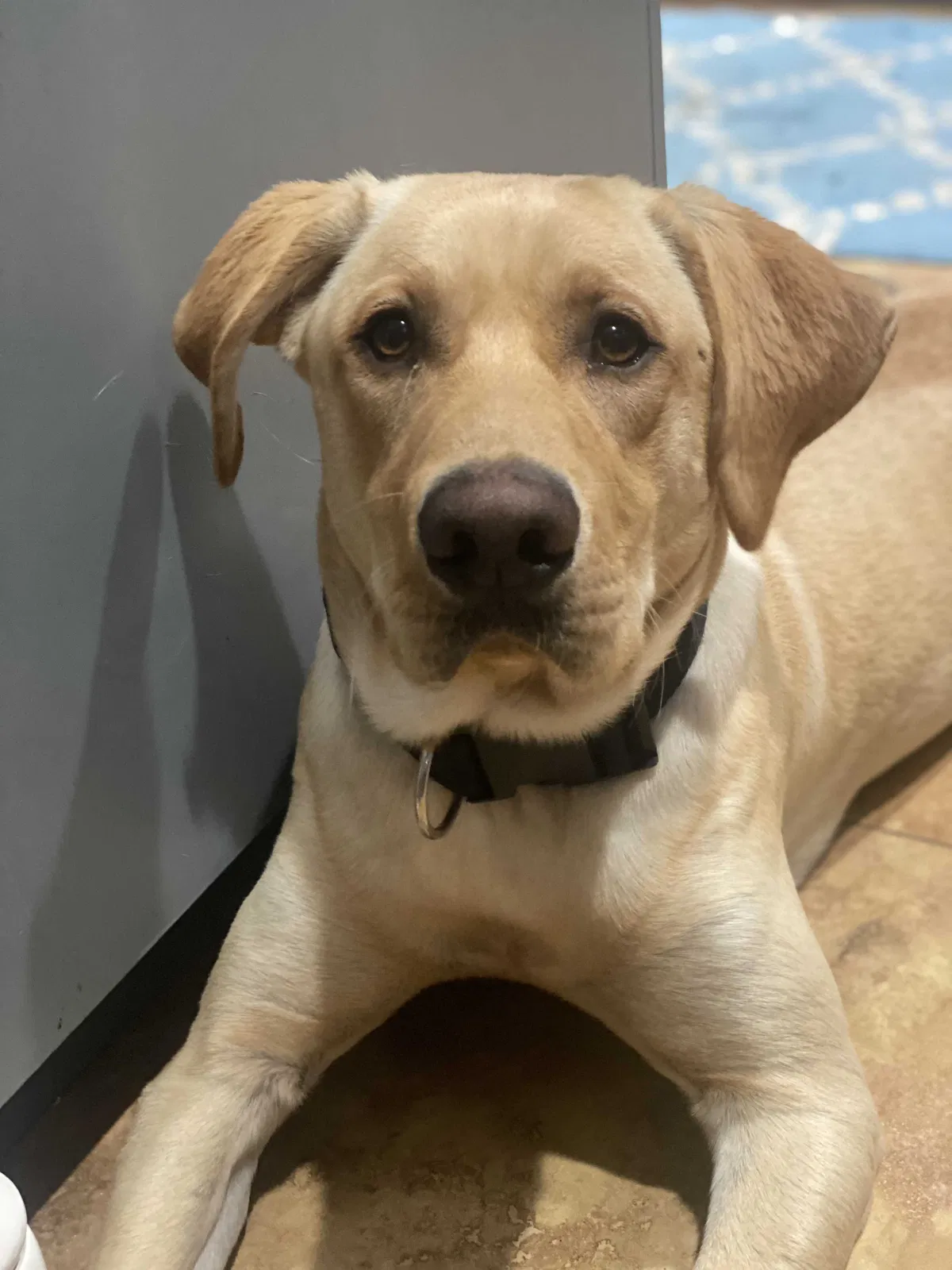 Lost dog in Antioch, CA, 94531