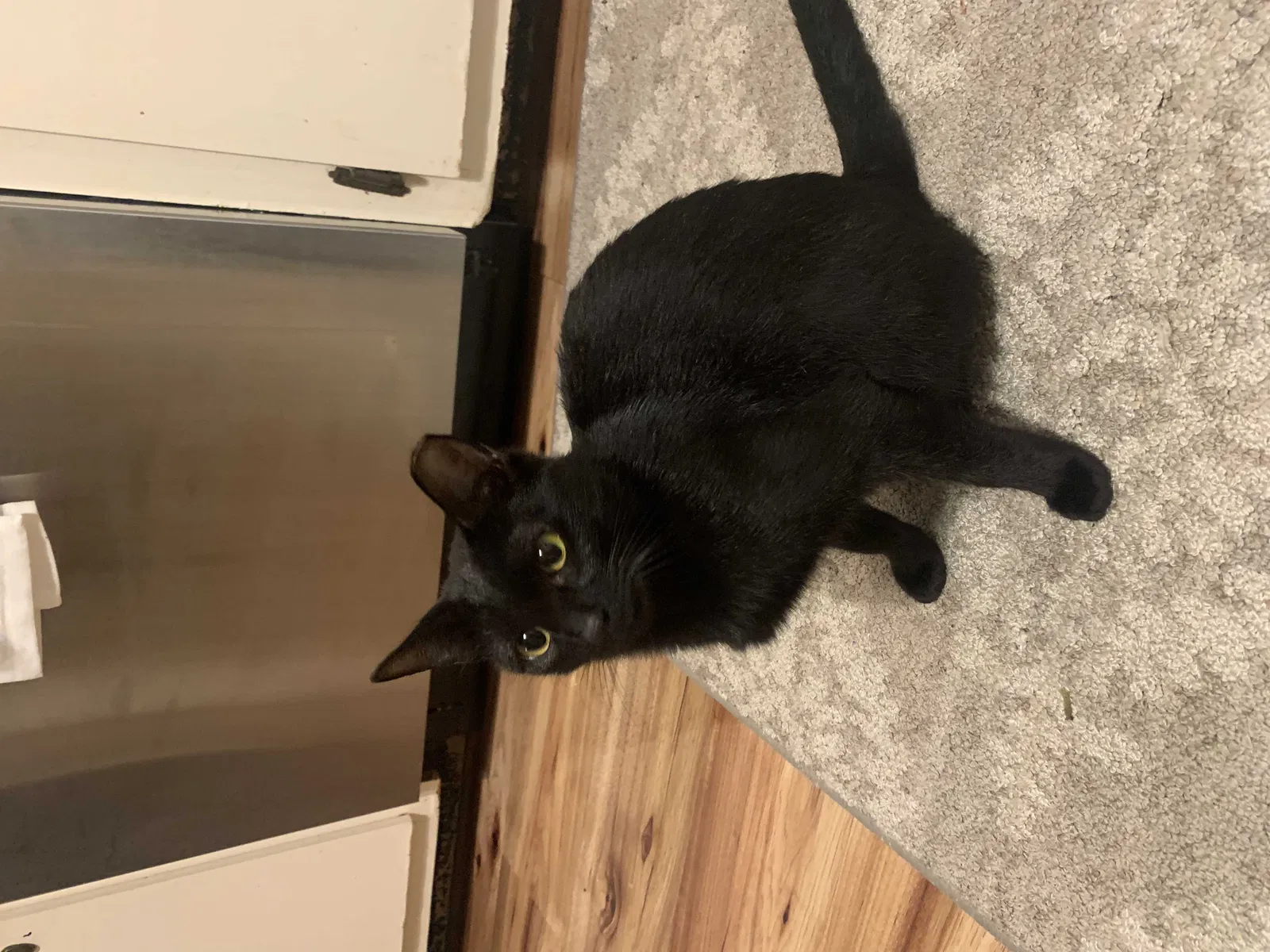 Lost cat in Tyngsboro, MA, 1879