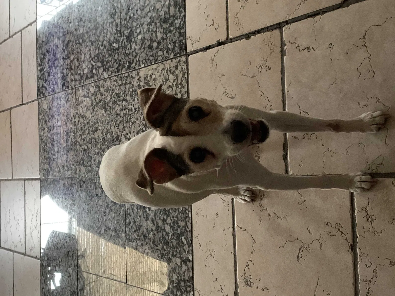 Lost dog in Carrollton, TX, 75006