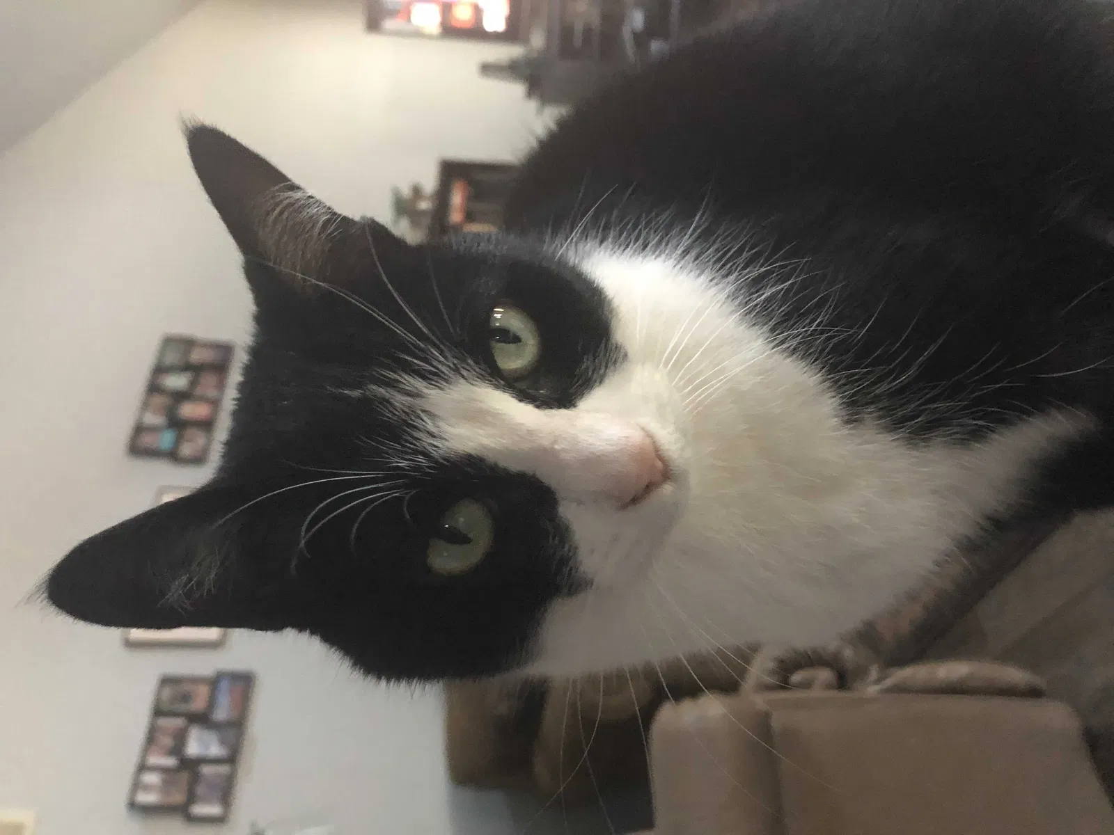 Lost cat in Milwaukee, WI, 53220