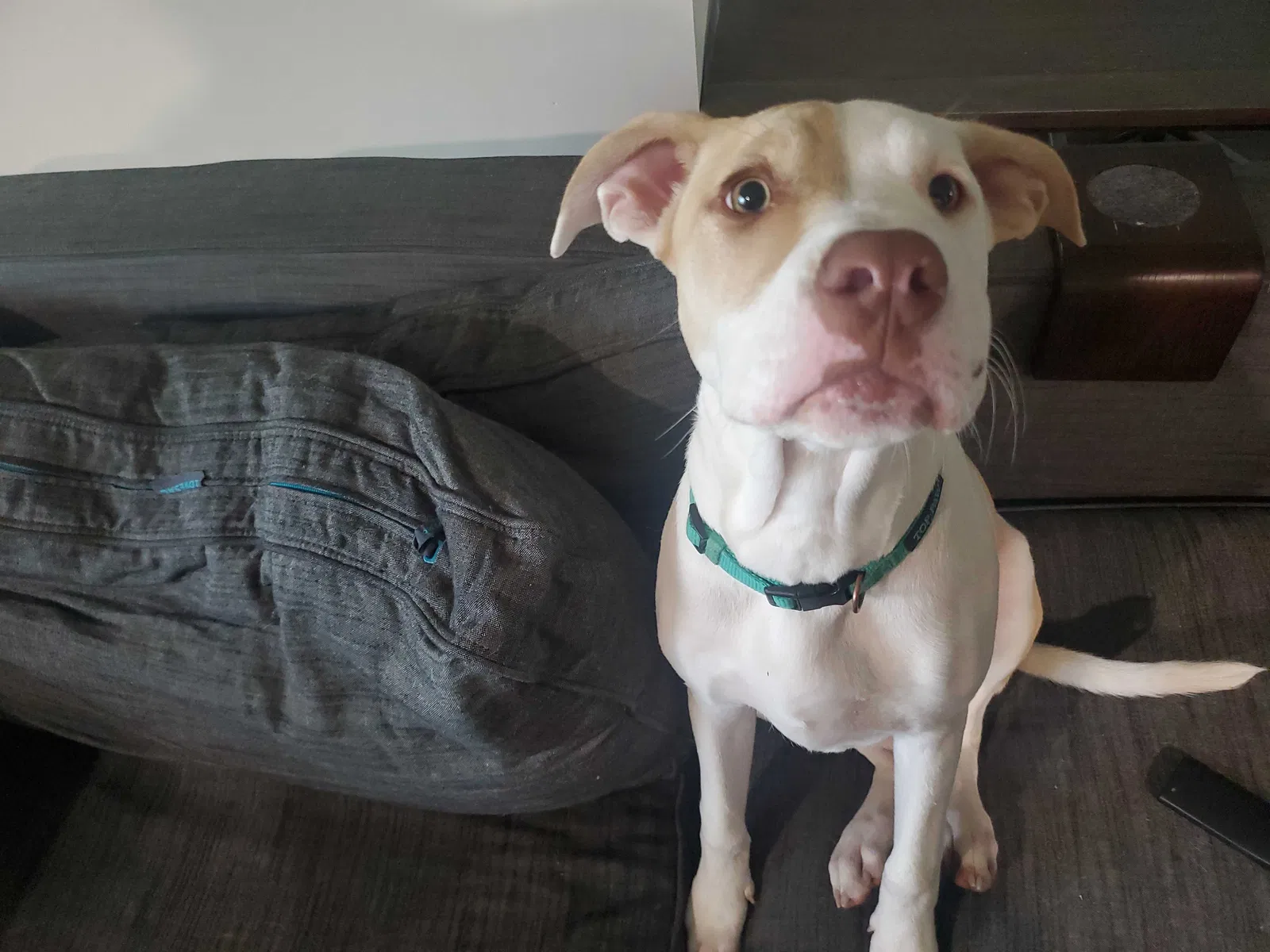Lost dog in Indianapolis, IN, 46278