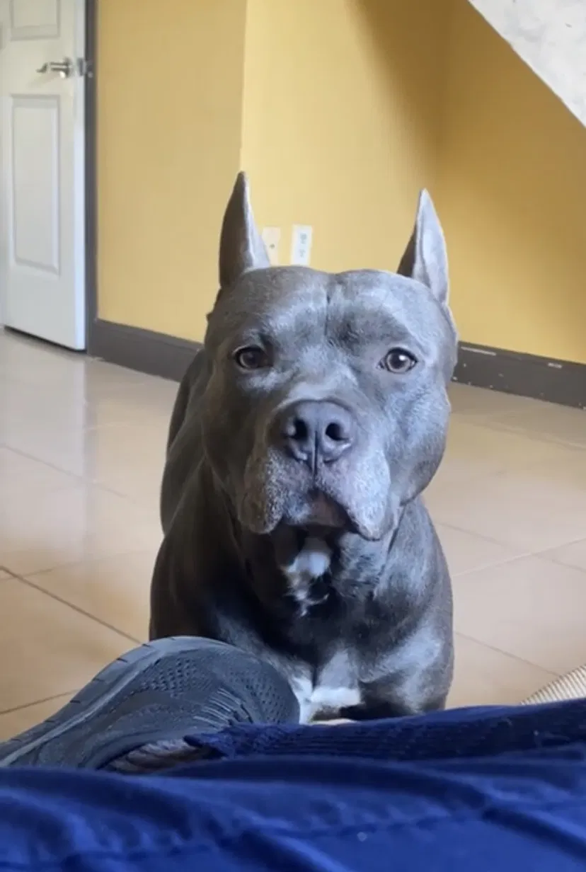 Lost dog in Miami, FL, 33165