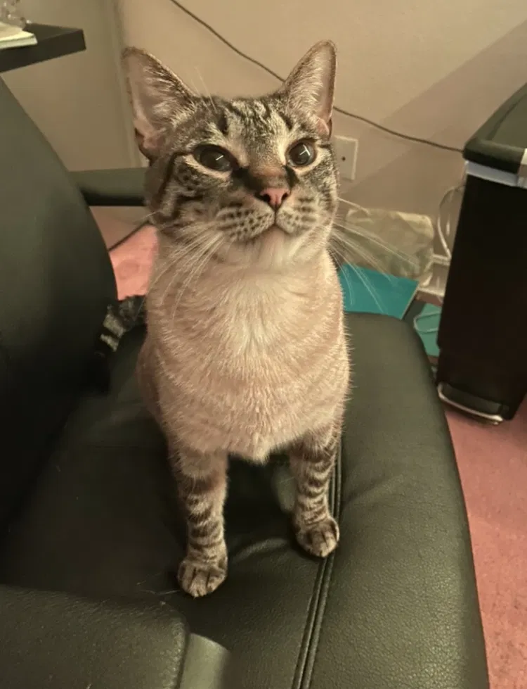 Lost cat in Naples, FL, 34110