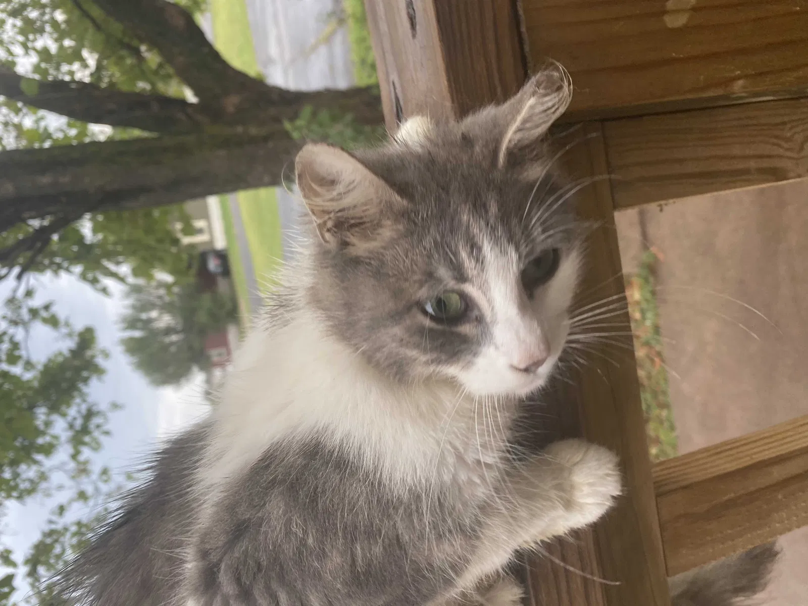 Lost cat in Stillwater, OK, 74074