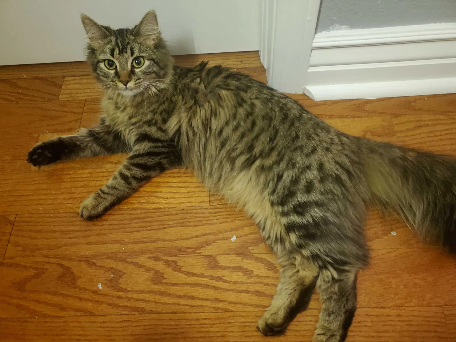 Lost cat in Denver, CO, 80229
