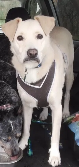 Lost dog in Saint Augustine, FL, 32092