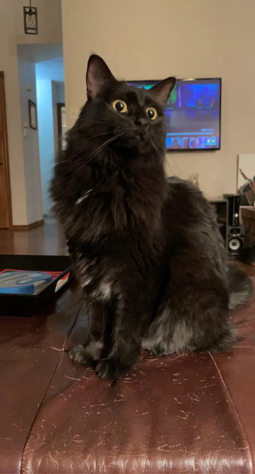 Lost cat in Edmond, OK, 73012