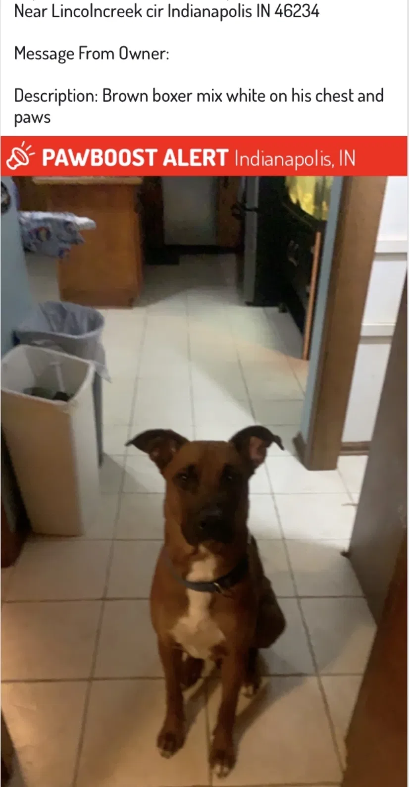 Lost dog in Indianapolis, IN, 46234