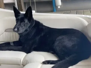 Lost dog in Spotsylvania, VA, 22551
