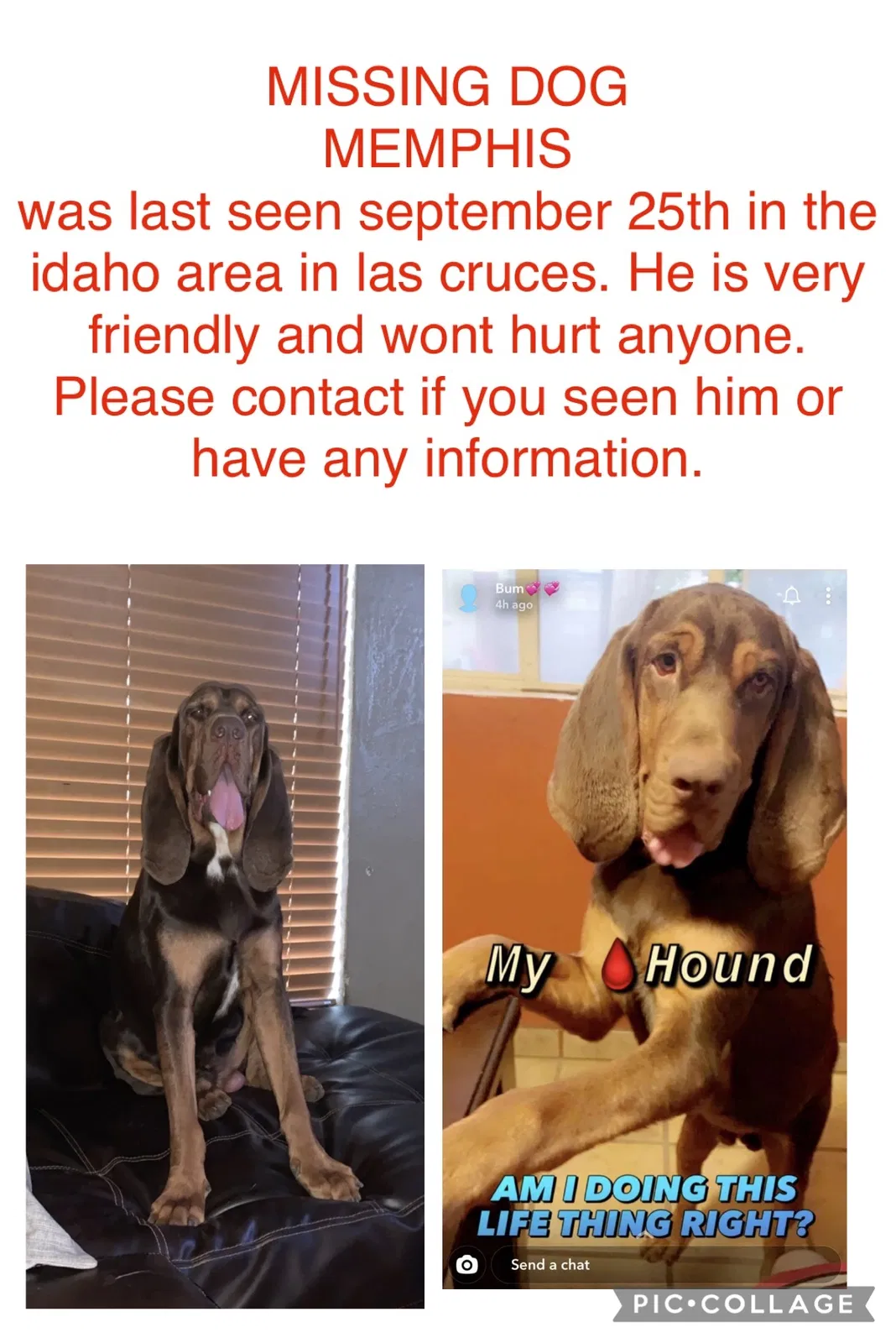 Lost dog in Las Cruces, NM, 88001