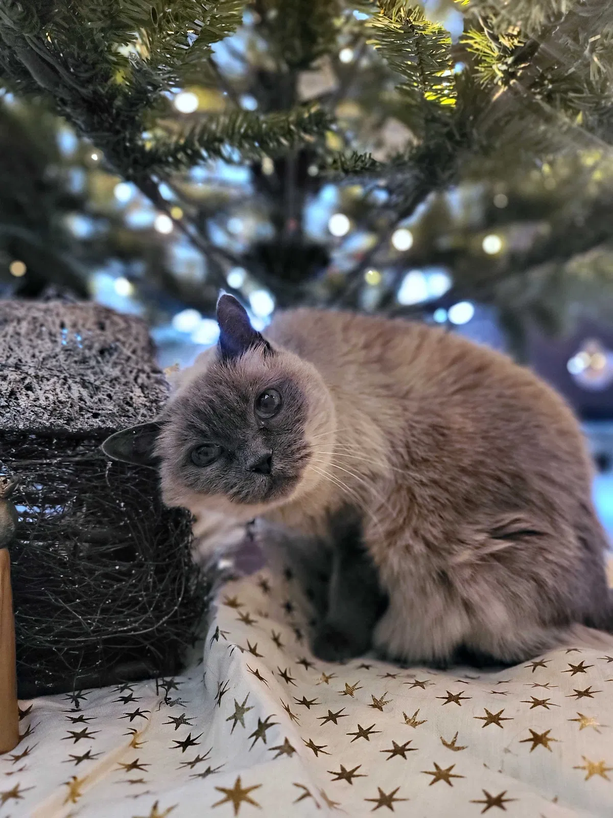 Lost cat in Henderson, NV, 89044