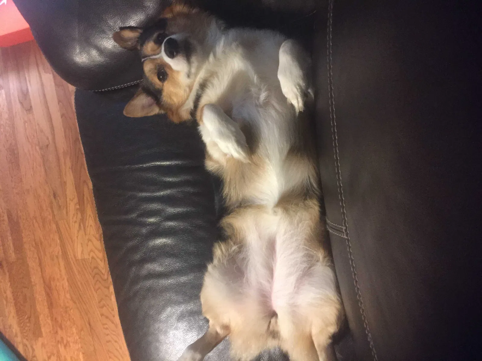 Lost dog in Birmingham, AL, 35226