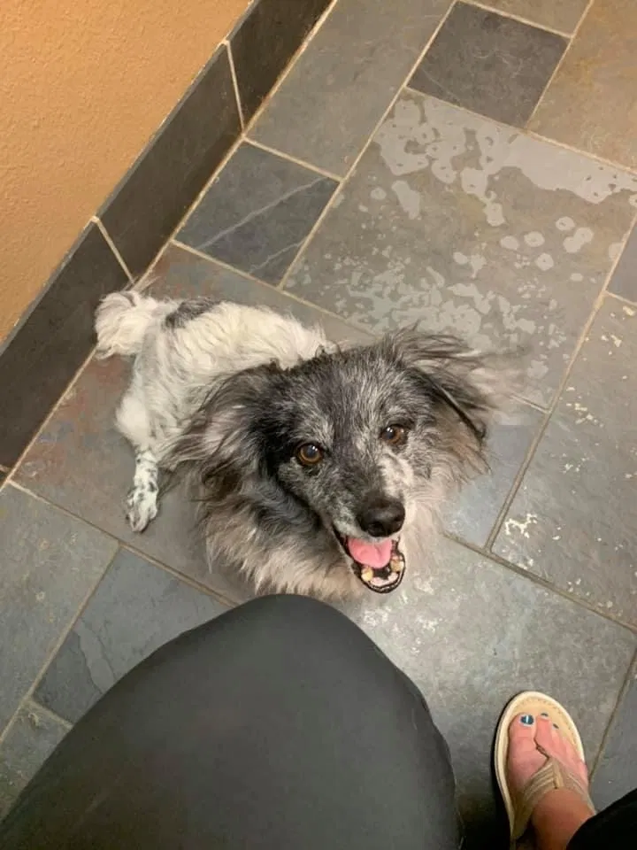 Lost dog in Anna, TX, 75409
