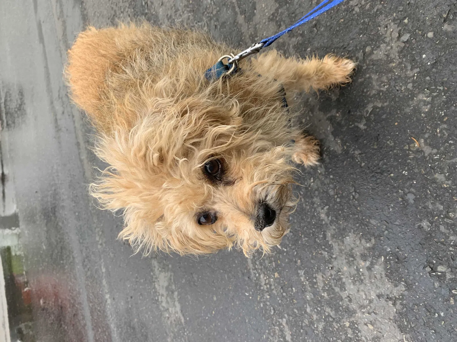 Lost dog in Seattle, WA, 98188