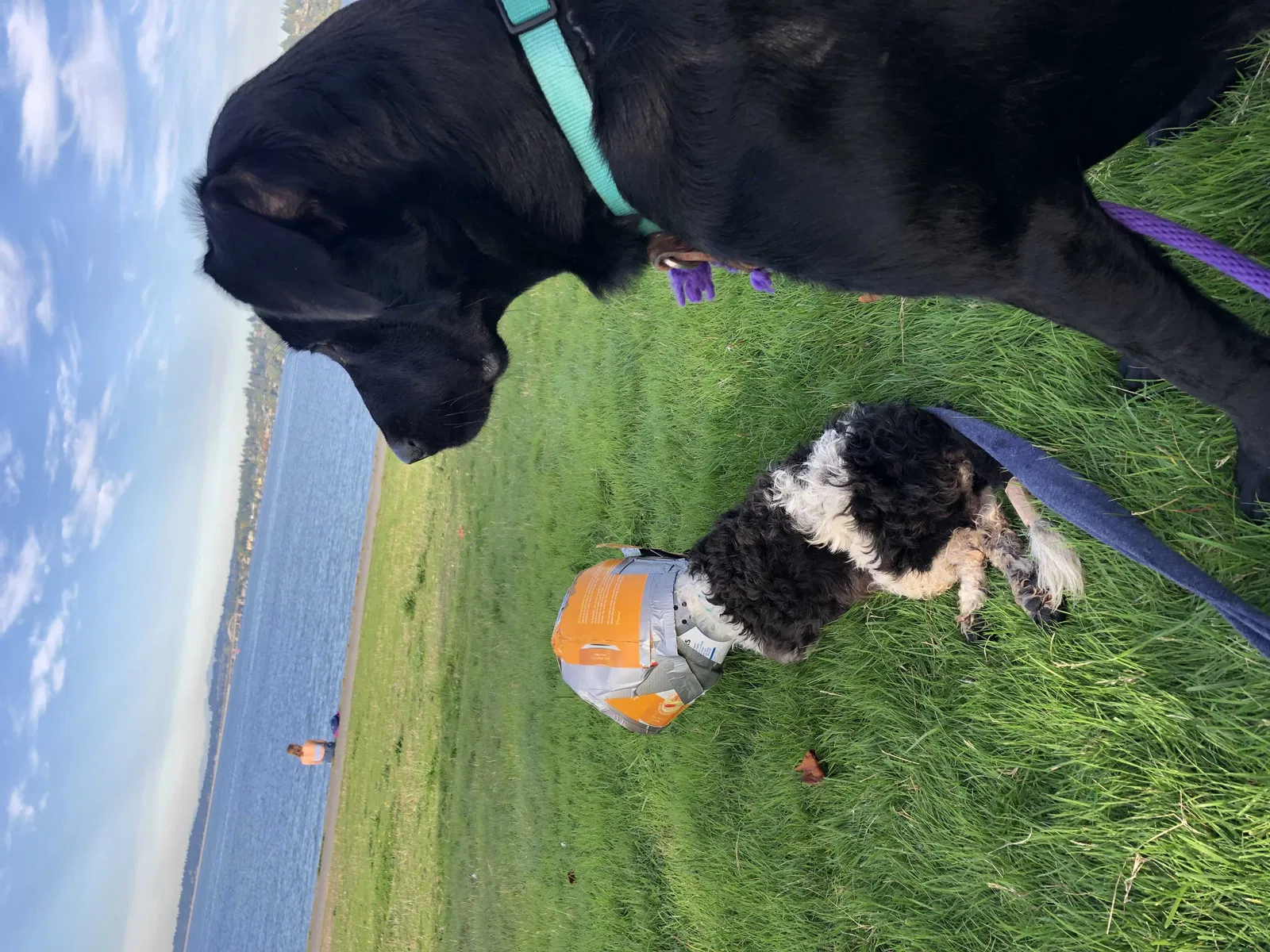 Lost dog in Seattle, WA, 98144