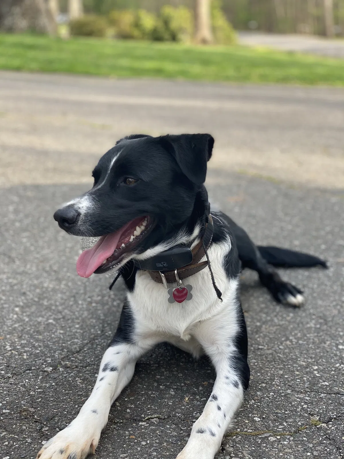 Lost dog in Troutman, NC, 28166