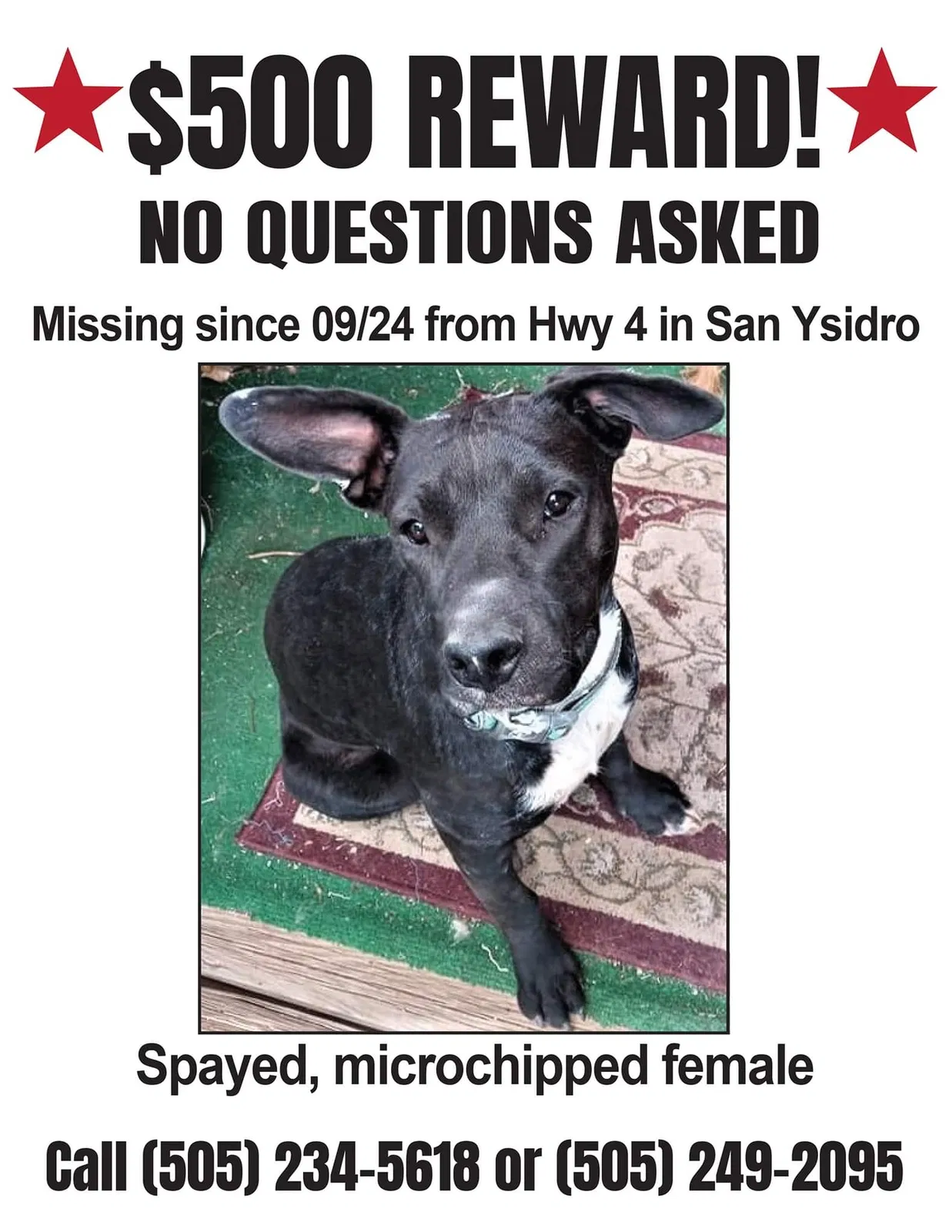 Lost dog in San Ysidro, NM, 87053
