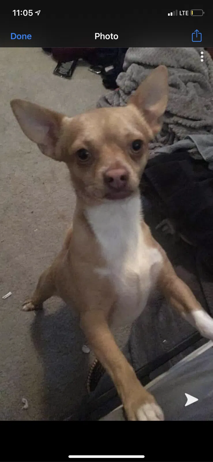 Lost dog in Denver, CO, 80219