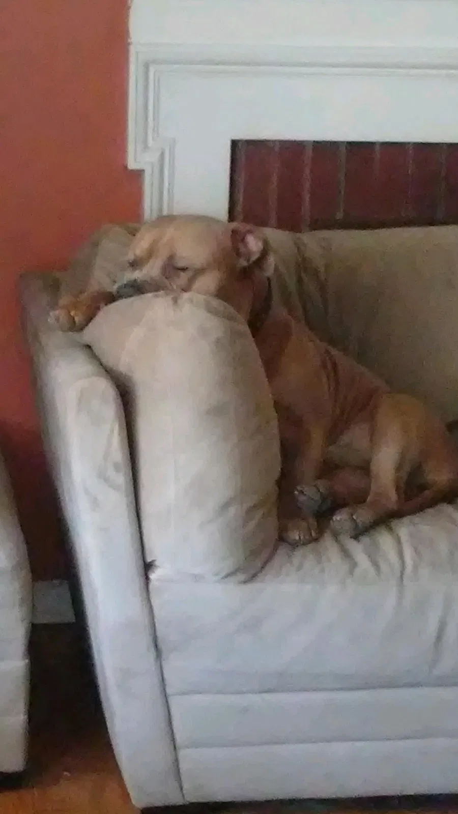 Lost dog in Brick, NJ, 8723