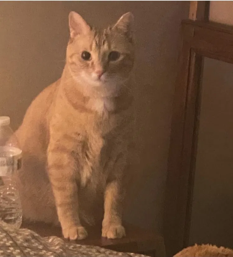 Lost cat in Knoxville, TN, 37924