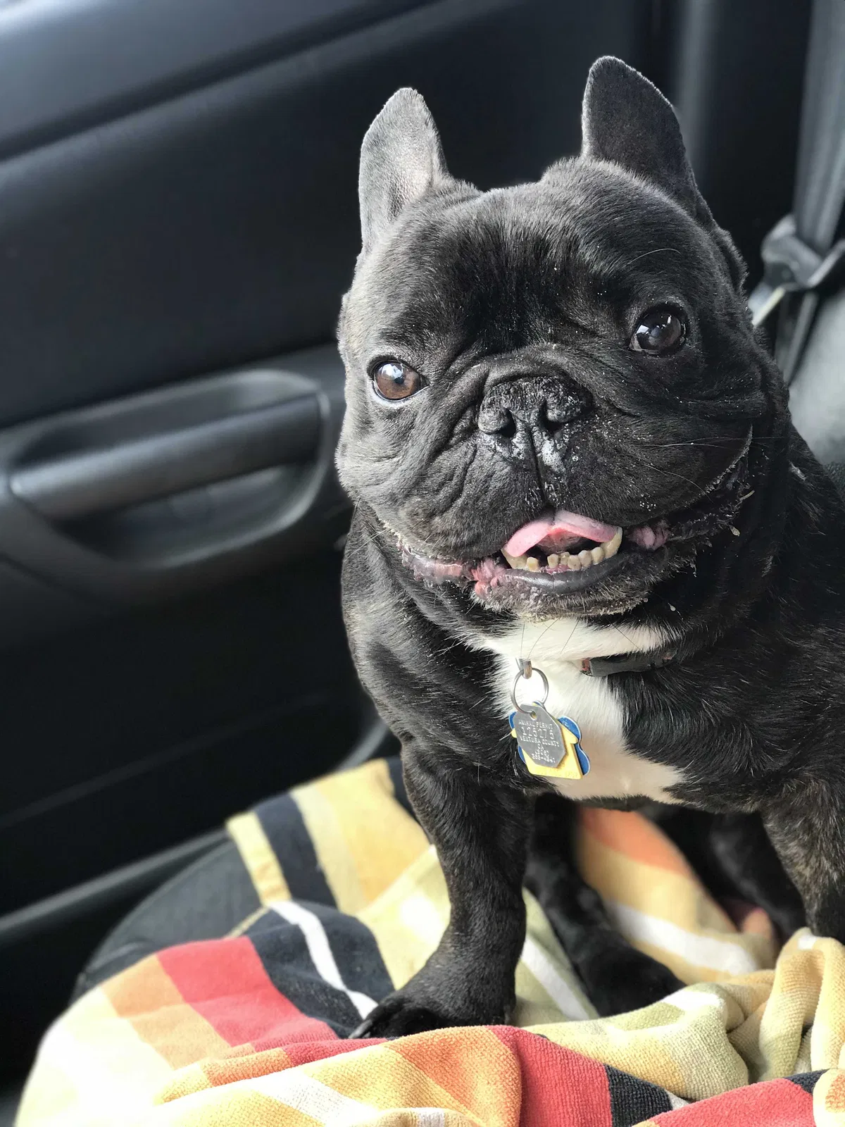 Lost dog in Ventura, CA, 93003