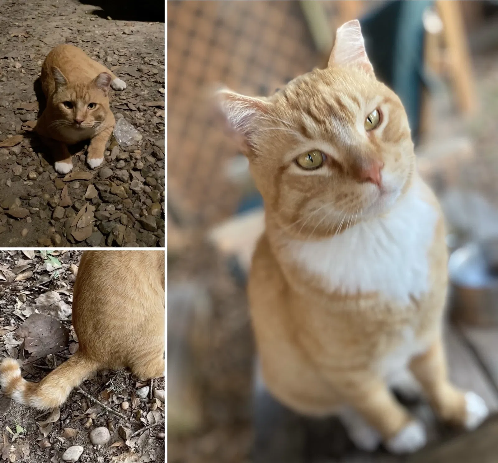 Lost cat in Bellville, TX, 77418