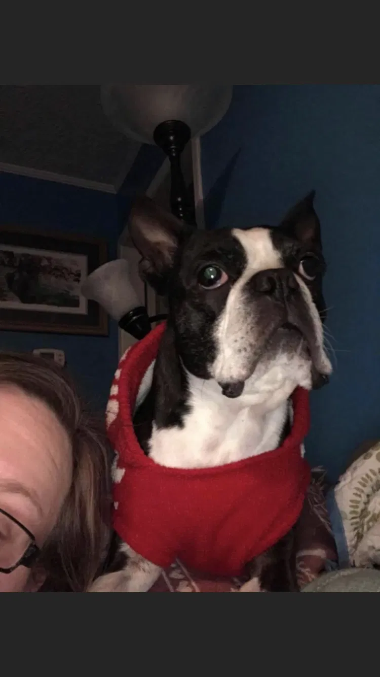 Lost dog in Athens, TN, 37303