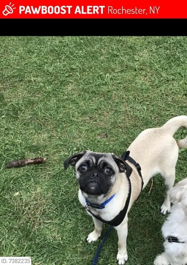 Lost dog in Spencerport, NY, 14559