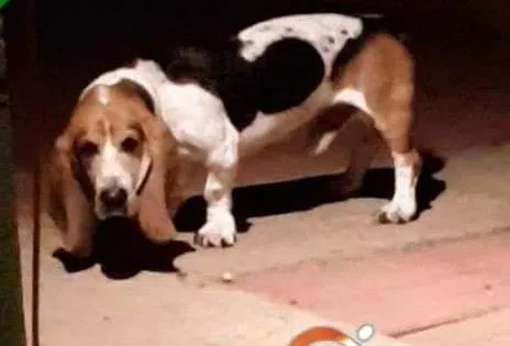 Lost dog in Pueblo, CO, 81001