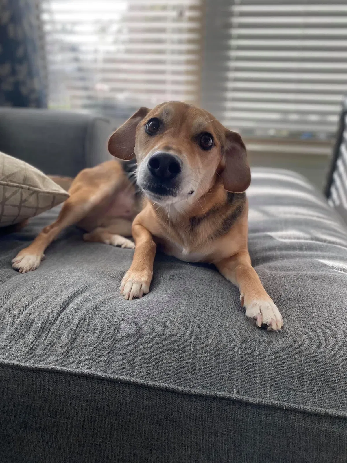 Lost dog in Chapin, SC, 29036