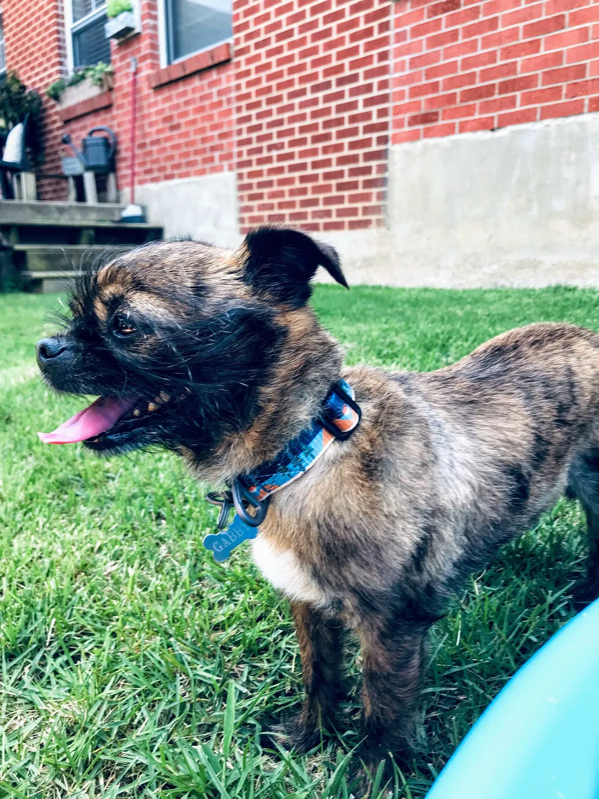Lost dog in Searcy, AR, 72143