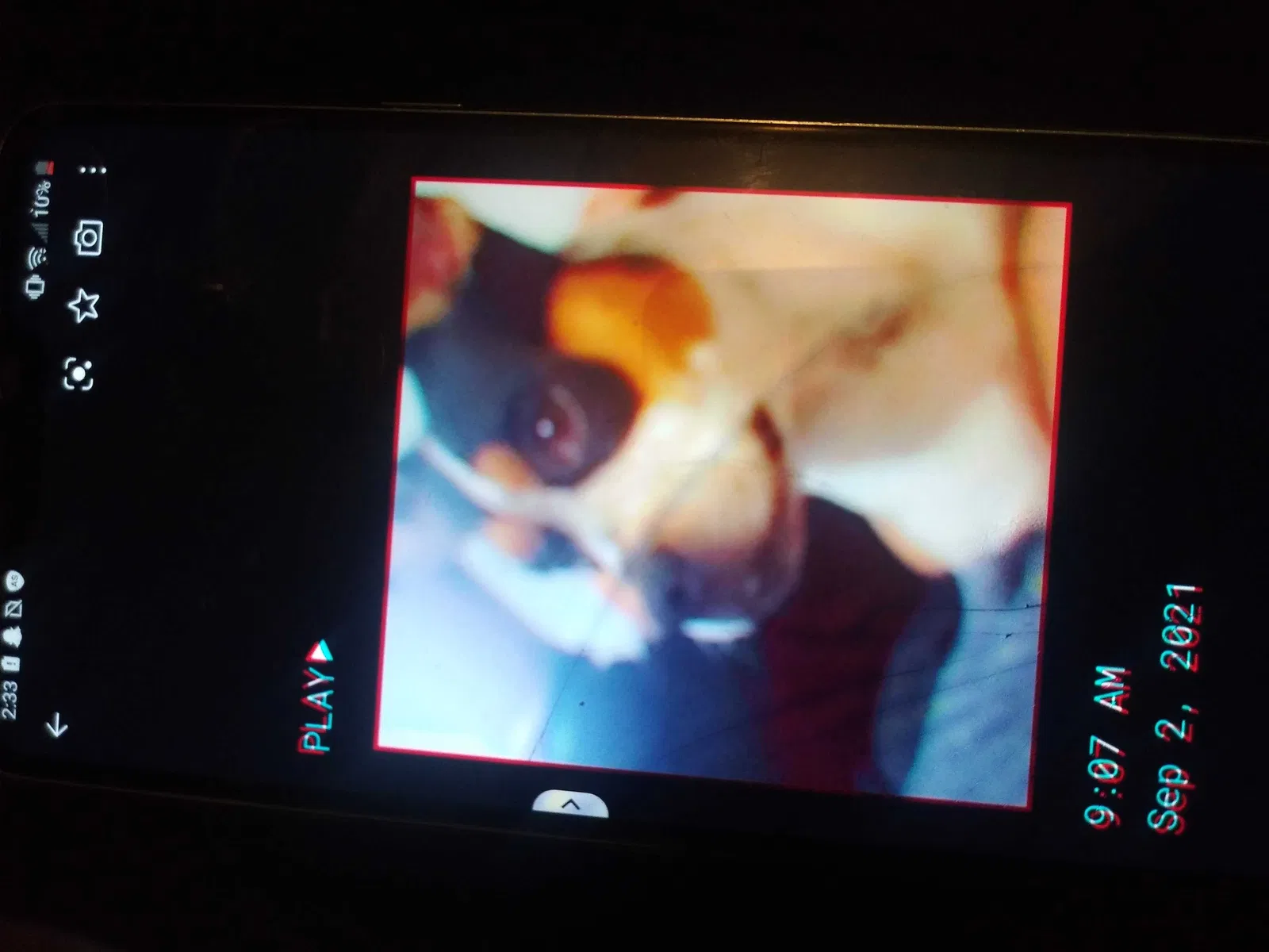Lost dog in Cunningham, KS, 67035