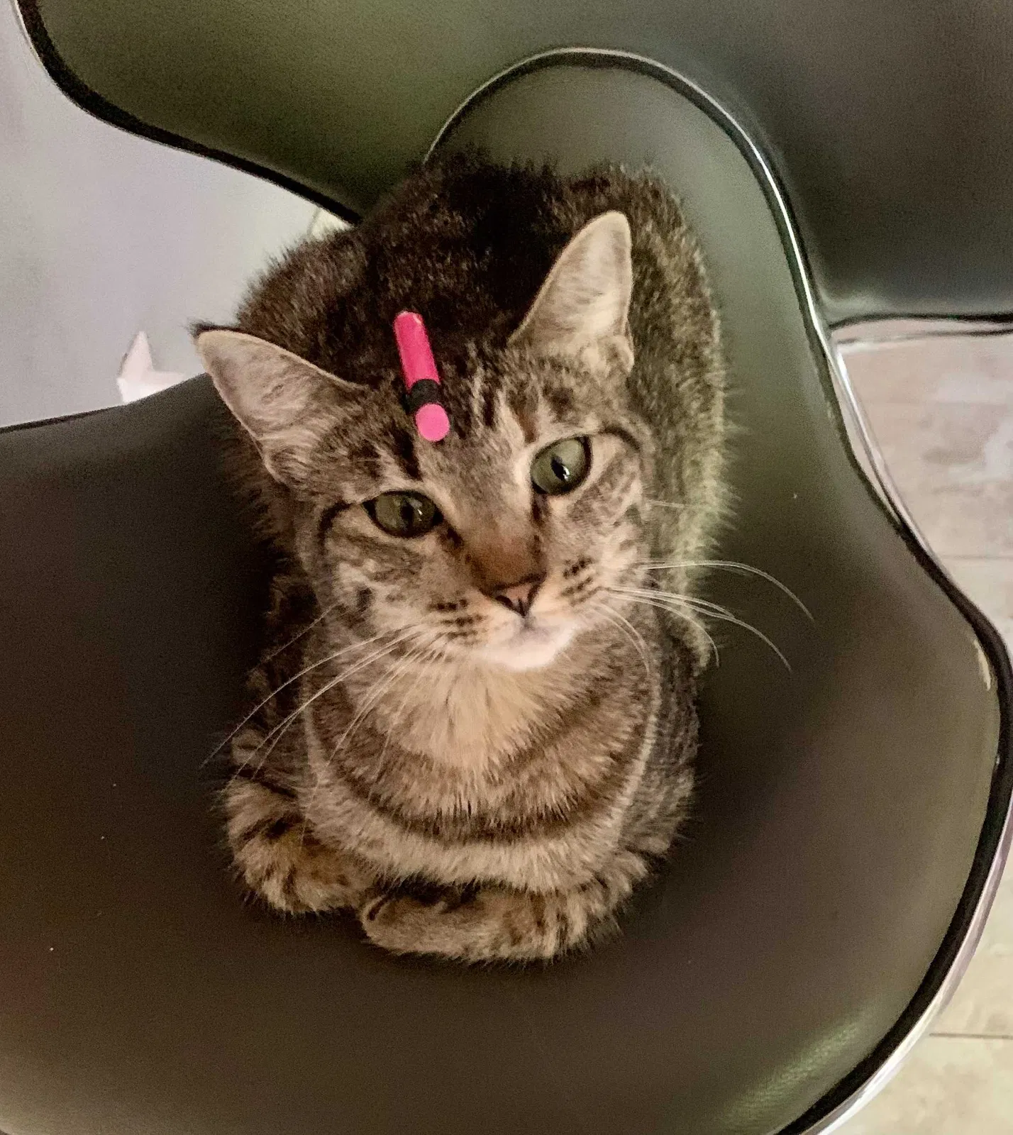 Lost cat in Spring, TX, 77373