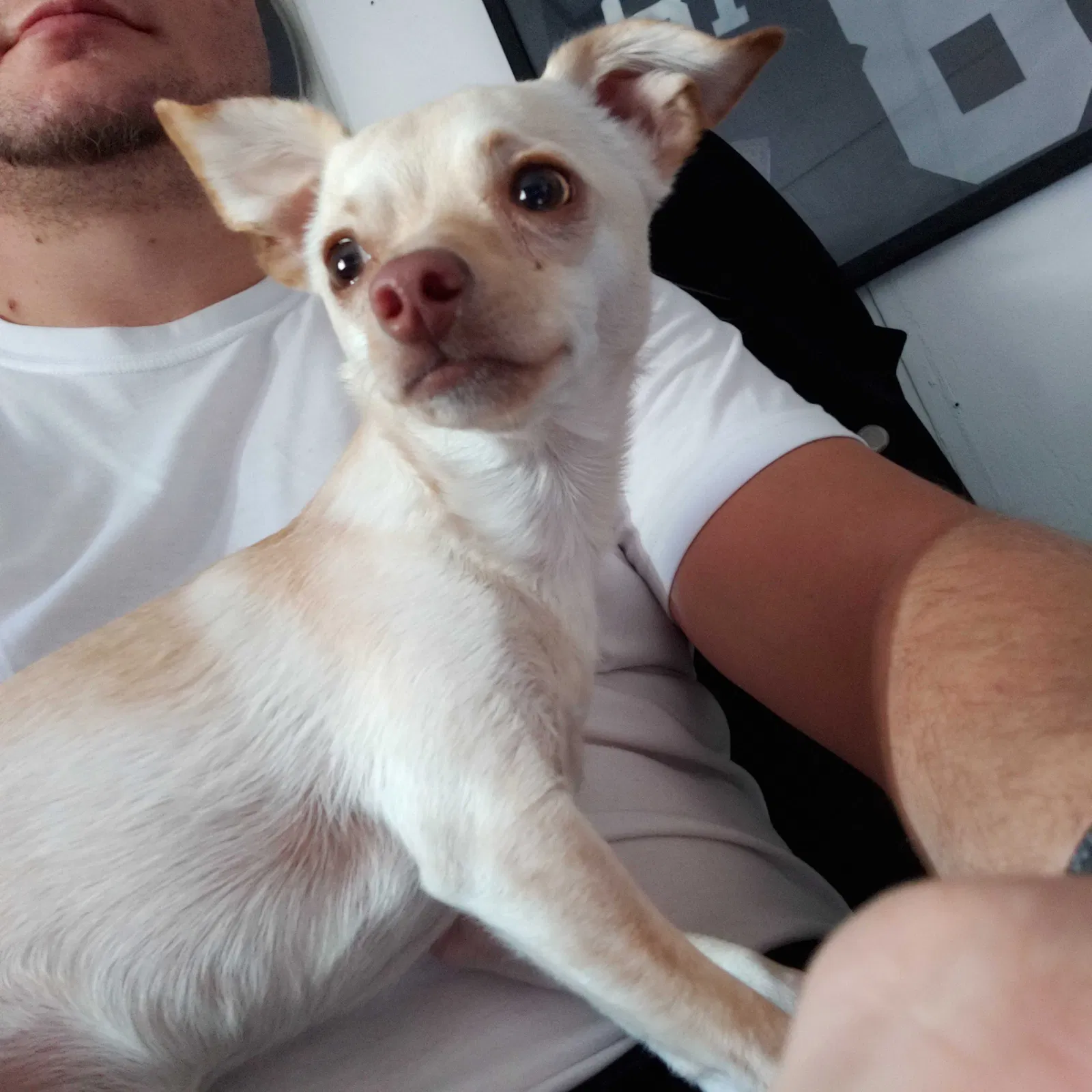 Found dog in Las Vegas, NV, 89108