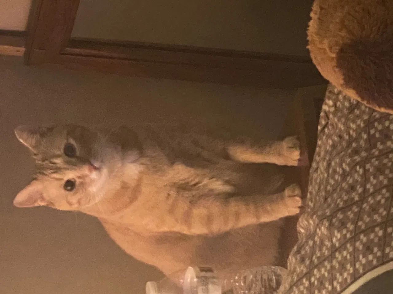 Lost cat in Knoxville, TN, 37912