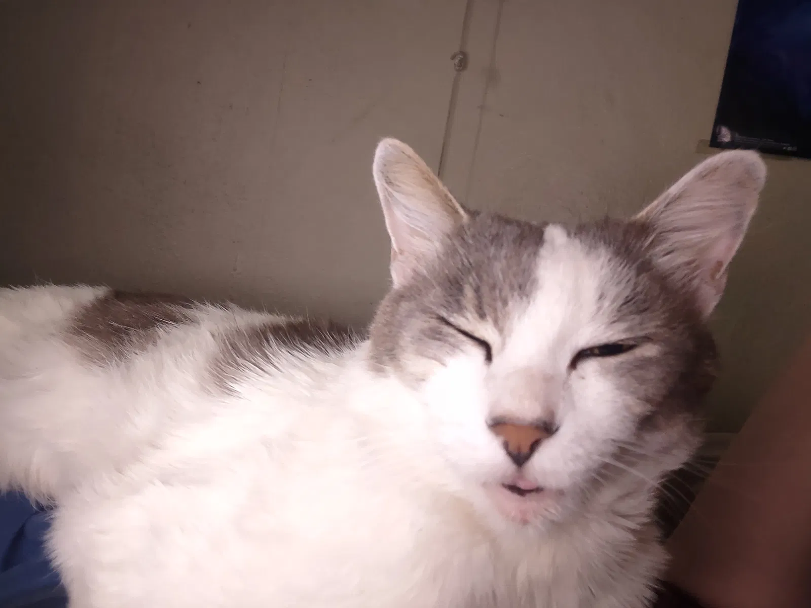 Lost cat in Oceanside, CA, 92054