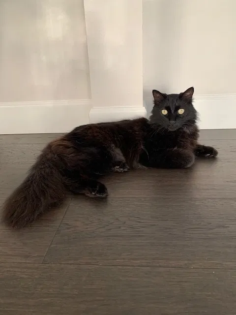 Lost cat in Bonney Lake, WA, 98391