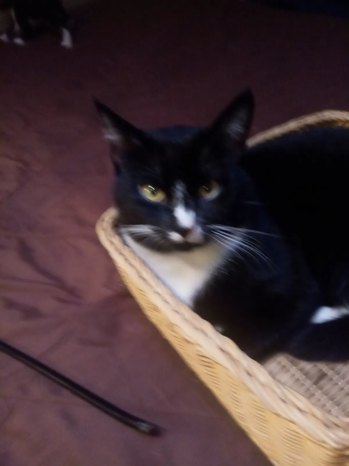Lost cat in Enumclaw, WA, 98022