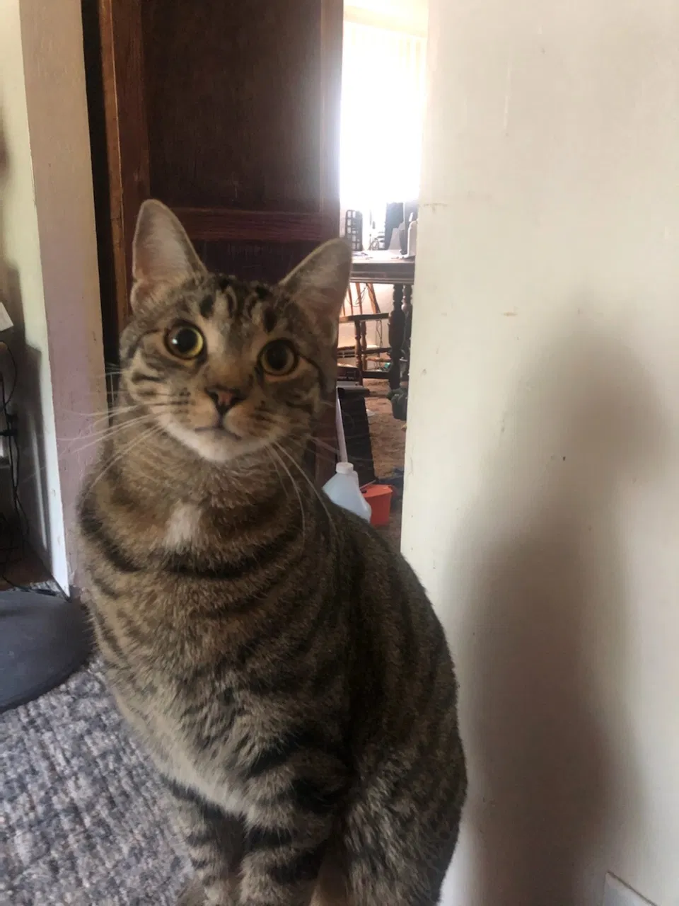 Lost cat in Missoula, MT, 59802