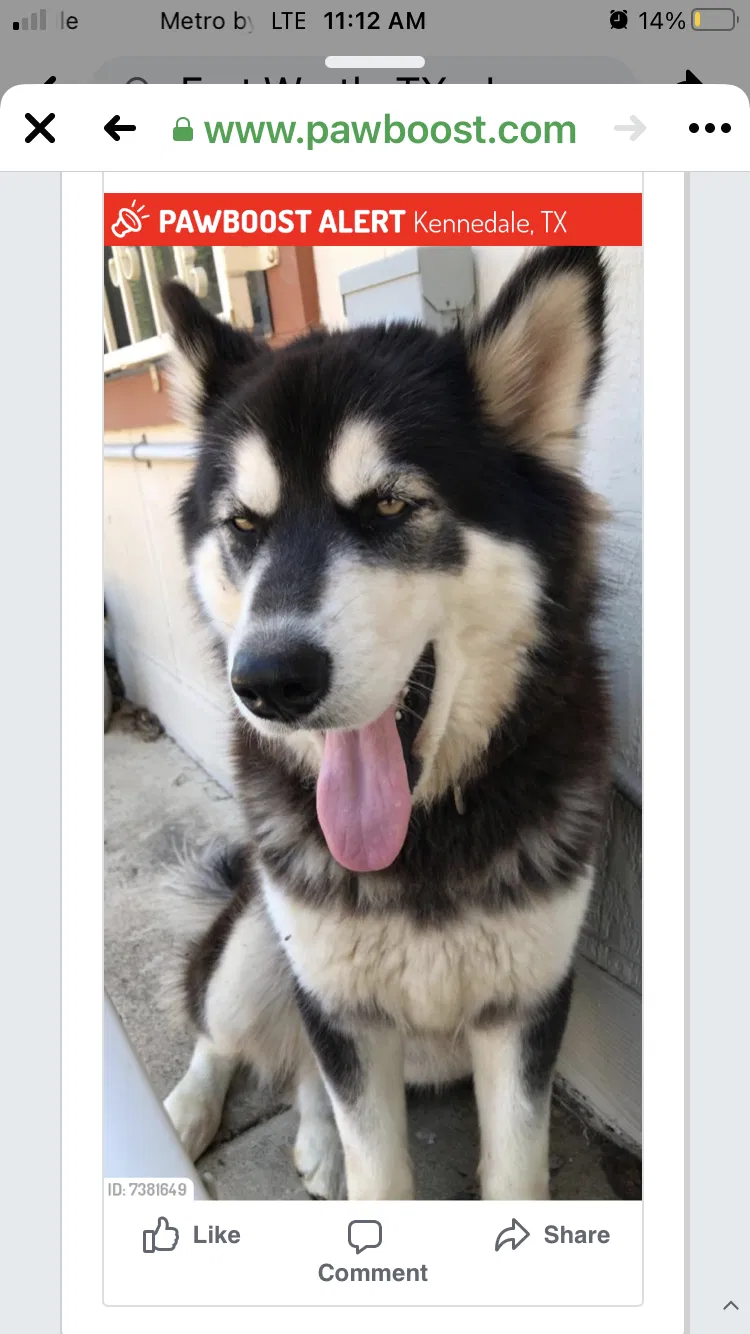 Lost dog in Kennedale, TX, 76060