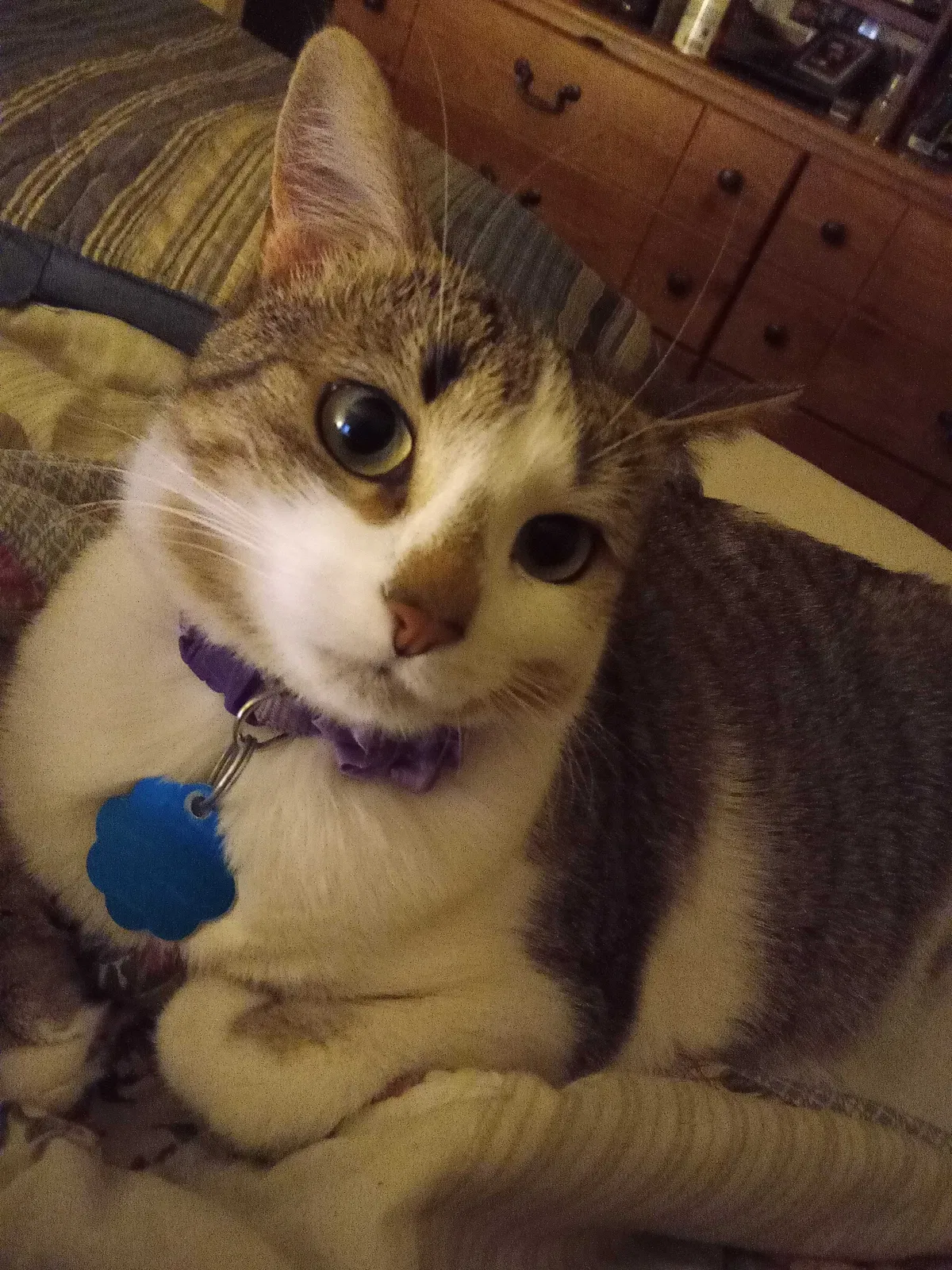 Lost cat in Newton, NC, 28658