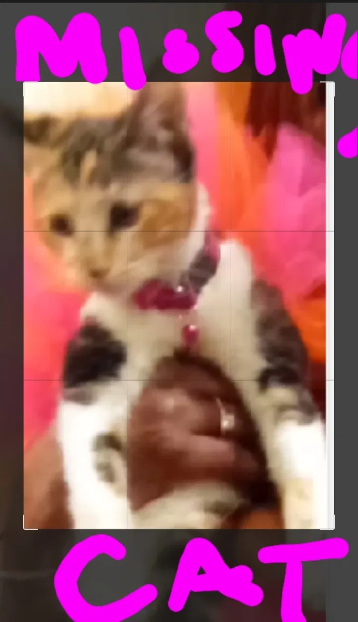 Lost cat in Inglewood, CA, 90301