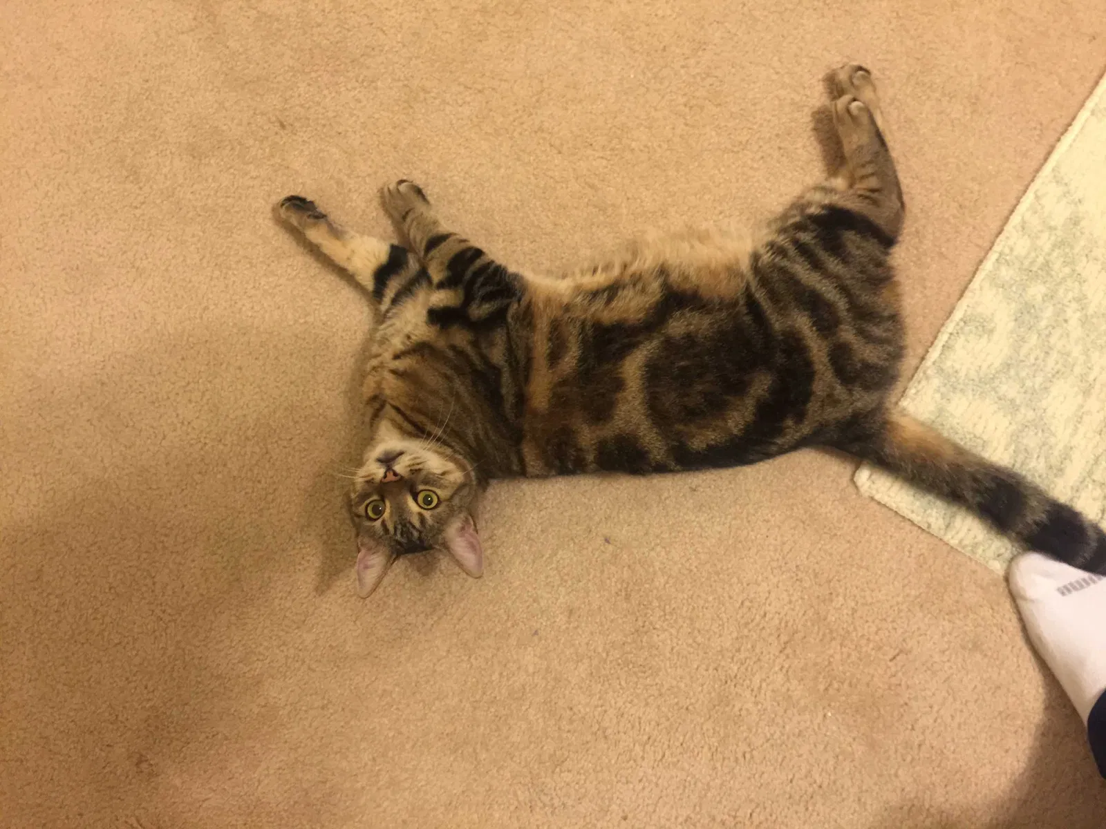 Lost cat in Tucker, GA, 30084