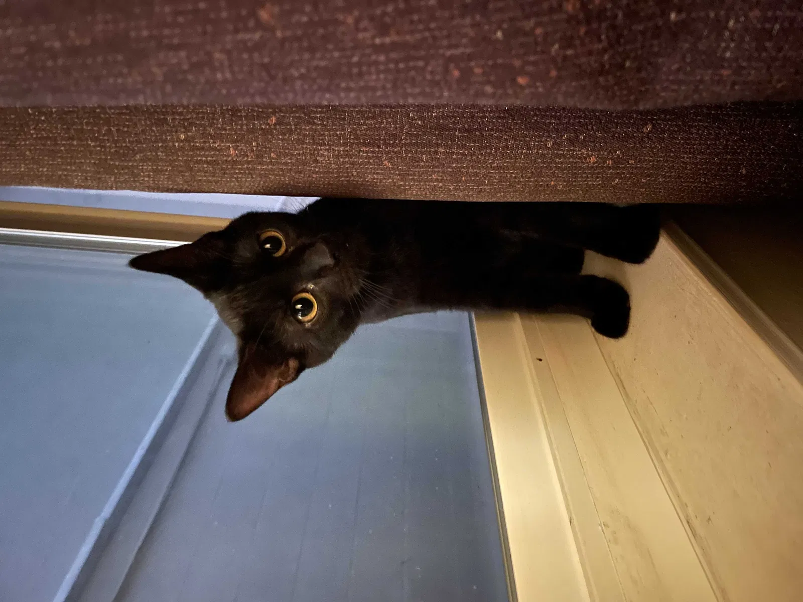 Lost cat in El Cerrito, CA, 94530