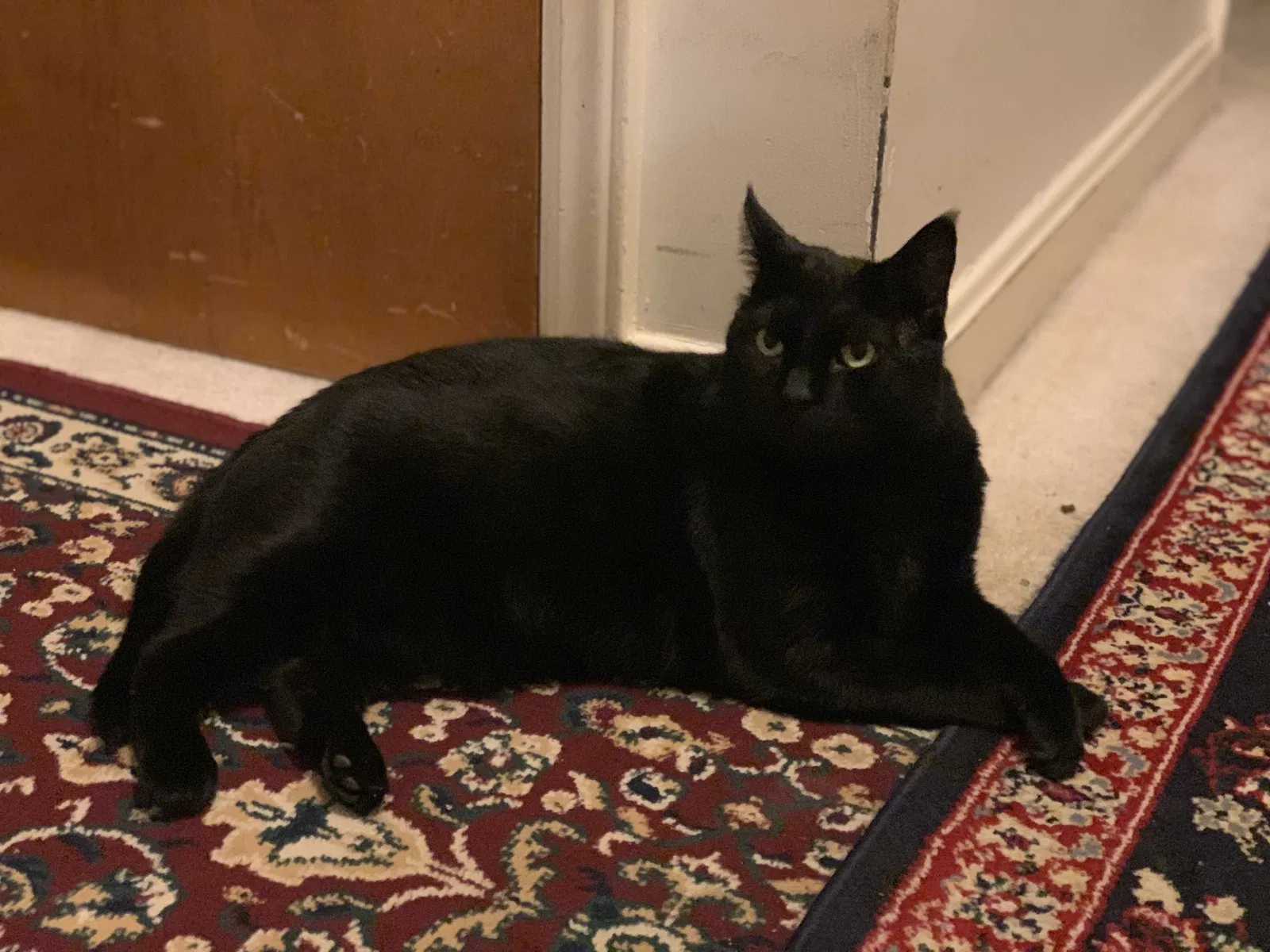 Lost cat in Winston Salem, NC, 27103