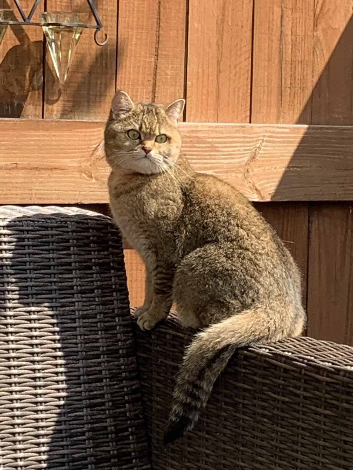 Lost cat in Chagrin Falls, OH, 44022