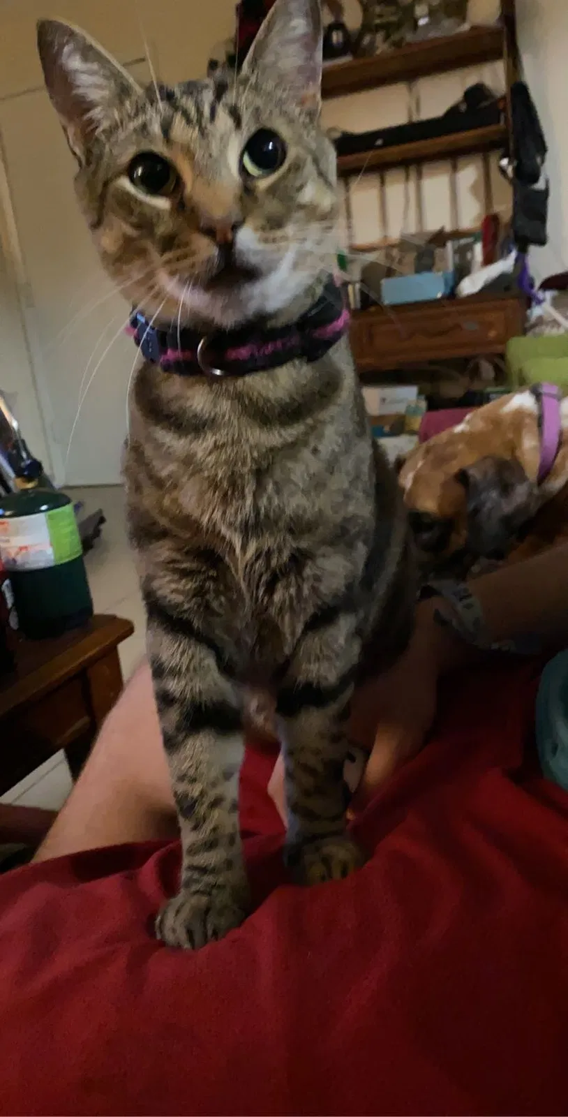 Lost cat in Baton Rouge, LA, 70802