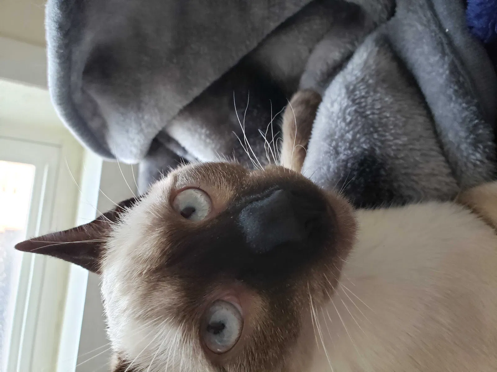 Lost cat in Spencer, WV, 25276