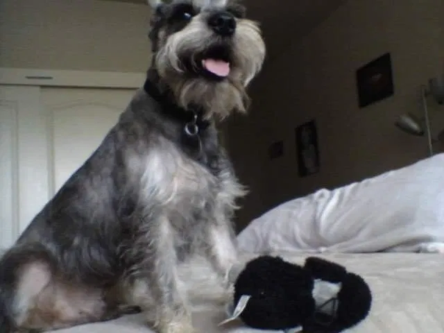 Lost dog in Pittsburg, CA, 94565
