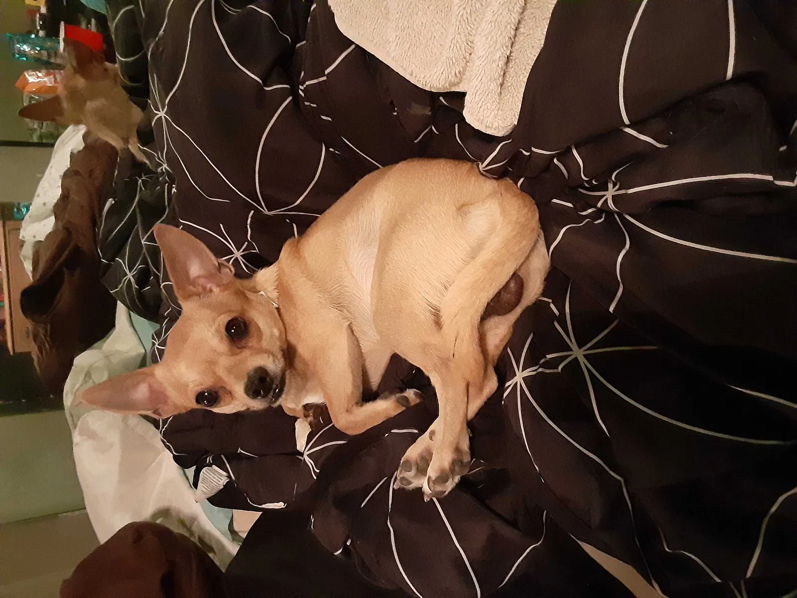 Lost dog in Oklahoma City, OK, 73111